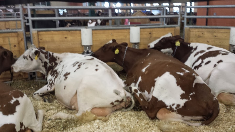 Illustration for article titled Cows at the Fair - I'm Famous and Exhausted